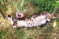 Kitty with spotted belly stretching and yawning.