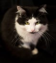 Black and white cat. Home favorite pet. Royalty Free Stock Photo