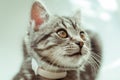 Kitty. striped gray cat. cat head. portrait. baleen face Royalty Free Stock Photo