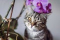 Kitty. striped gray cat. cat head. portrait. baleen face