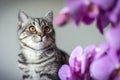 Kitty. striped gray cat. cat head. portrait. baleen face