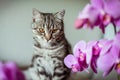 Kitty. striped gray cat. cat head. portrait. baleen face Royalty Free Stock Photo