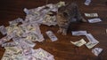 Kitty to hunt for dollars. Artificial mouse of 100 dollar bills.