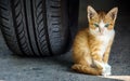 kitty under the car Royalty Free Stock Photo