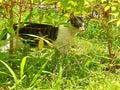 The kitty on wildgrass