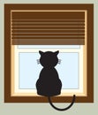 Kitty in Window