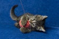 Kitty with yarn ball