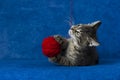 Kitty with yarn ball