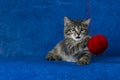 Kitty with yarn ball