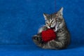 Kitty with yarn ball