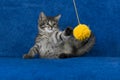 Kitty with yarn ball