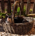 Kittycat in a basket