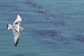 Kittywake and other sea birds nesting on a rocky outcrop at Bempton cliffs, Yorkshire. Royalty Free Stock Photo