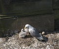 Kittiwake, Risa tridactyla, feeding chicks Royalty Free Stock Photo