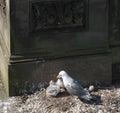 Kittiwake, Risa tridactyla, with chick Royalty Free Stock Photo