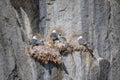 Kittywakes nesting with young on steep cliff face in Evighedsfjord, Greenland Royalty Free Stock Photo