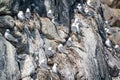Kittywakes nesting with young on cliff face in Evighedsfjord, Greenland Royalty Free Stock Photo