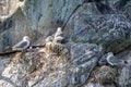 Kittywakes nesting with young on steep cliff face in Evighedsfjord, Greenland Royalty Free Stock Photo