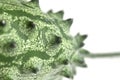 Kiwano Royalty Free Stock Photo