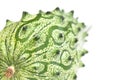 Kiwano