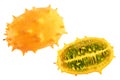 Kiwano Royalty Free Stock Photo