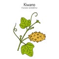 Kiwano or African horned cucumber Cucumis metuliferus , edible plant