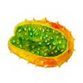 Kiwano exotic fruit isolated on white background, watercolor illustration. Royalty Free Stock Photo