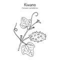 kiwano. hand drawing vegetables