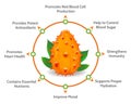 Kiwano melon benefits diagram Royalty Free Stock Photo