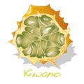 Kiwano melon vector