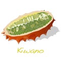 Kiwano melon vector