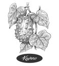 Kiwano melon vintage art