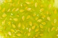 Kiwano pulp surface. Flesh of horned melon, close up, background