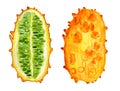 Kiwano slice watercolor hand drawn illustration