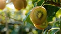 kiwi apple close up on tree. selective focus