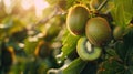 kiwi apple close up on tree. selective focus