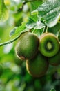 kiwi apple close up on tree. selective focus