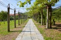 Kiwi and apple orchard and stone tiled path in a sunny day, perspective Royalty Free Stock Photo