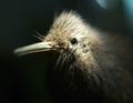 Kiwi bird Royalty Free Stock Photo