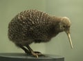 Kiwi bird