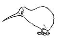 Kiwi bird contour illustration