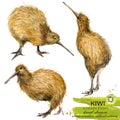 Kiwi bird hand drawn watercolor illustration Royalty Free Stock Photo