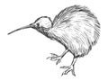 Kiwi bird, symbol of New Zealand Royalty Free Stock Photo