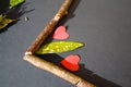 Kiwi branches and aucuba japanese leaf with two little paper red heart frame on black background Royalty Free Stock Photo