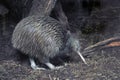 Kiwi in bush