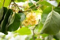 Kiwi flowers and plant actinidia