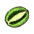 kiwi food fruit sketch hand drawn vector Royalty Free Stock Photo