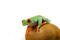 Kiwi Frog Royalty Free Stock Photo