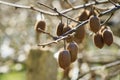 kiwi fruit at agriculture plantation chiangmai northern of thailand against beautiful background