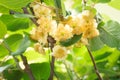 Kiwi fruit blossom, close-up